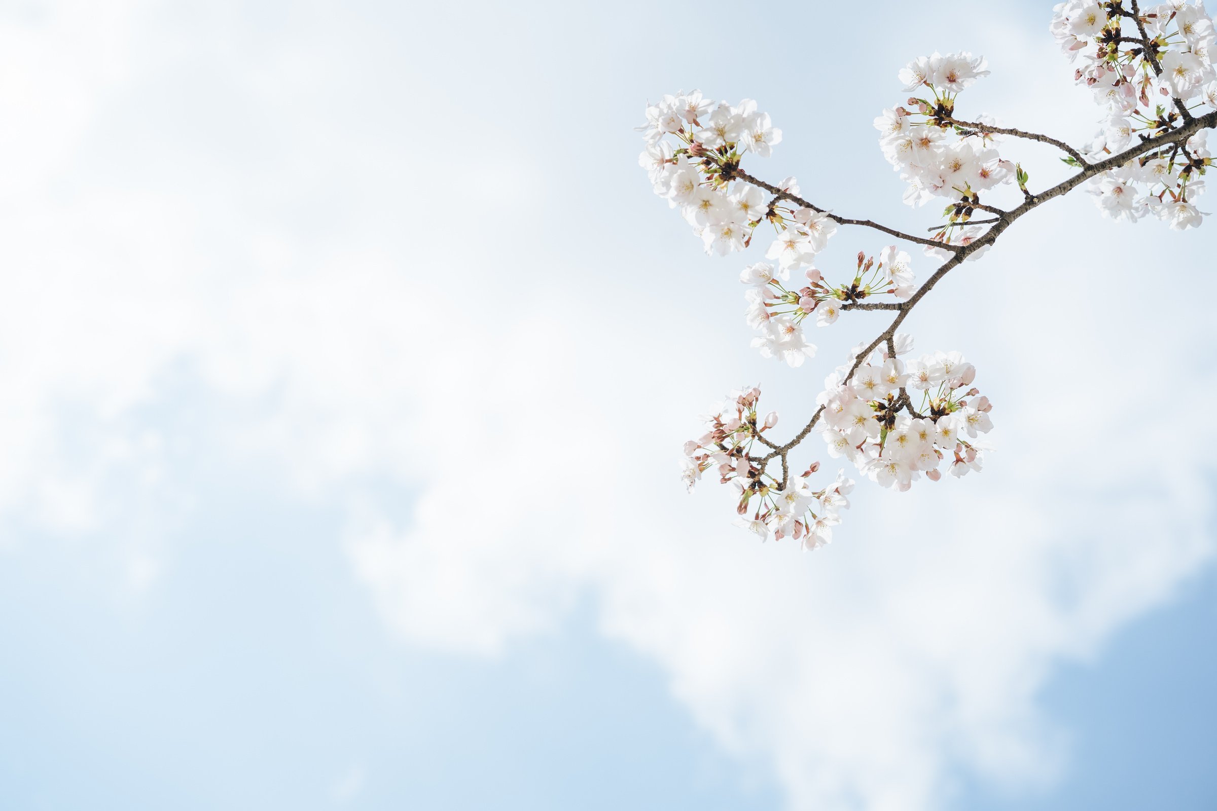 Branch of Cherry Blossom Flowers against the Cloudy Sky